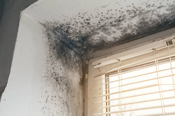 Trusted Mold Inspection service in Manistee, MI - Cheap Mold Removal