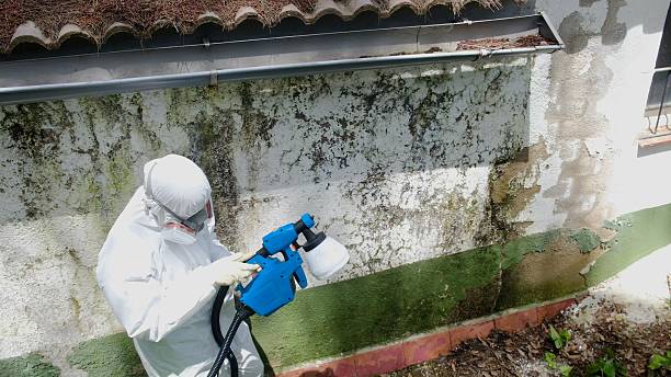 Trusted Commercial Mold Remediation service in Manistee, MI - Cheap Mold Removal